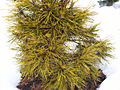 Pinus sylvestris Moseri IMG_4746 Sosna pospolita
